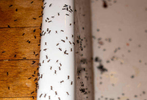 Wasp Removal Services in East Vineland, NJ